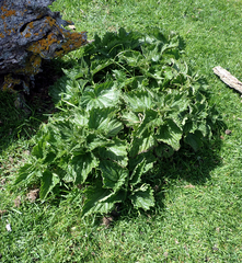 Urtica australis
