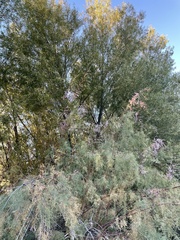 Tamarix