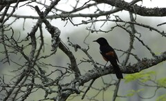 Thamnolaea cinnamomeiventris