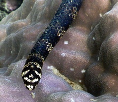 Emydocephalus annulatus