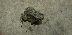 Anaxyrus fowleri