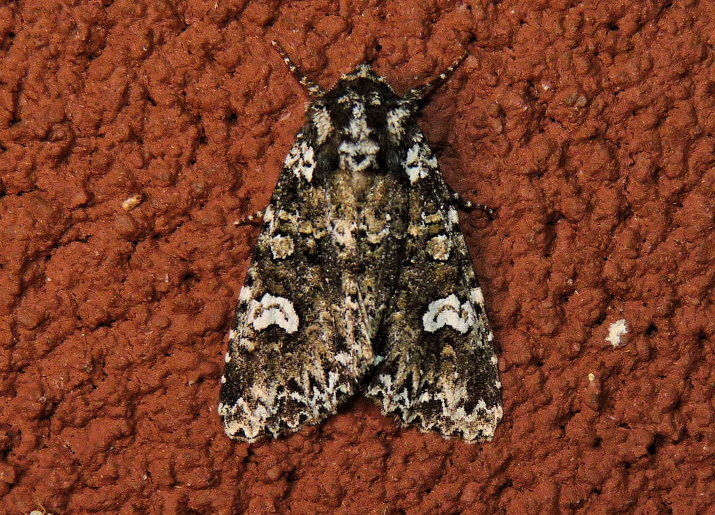 Melanchra