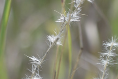 Bothriochloa laguroides