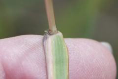 Bothriochloa laguroides