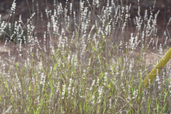 Bothriochloa laguroides