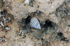 Cenchritis muricatus