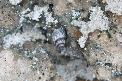 Echinolittorina ziczac