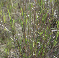 Bothriochloa laguroides