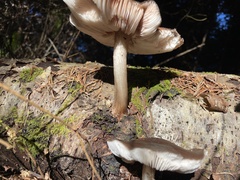 Pluteus exilis