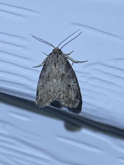 Hyperstrotia pervertens