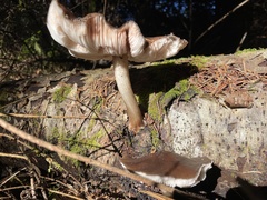 Pluteus exilis