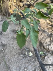 Solanum douglasii