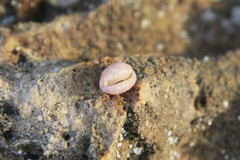 Littorinimorpha