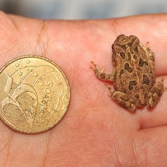 Rhinella icterica