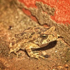 Rhinella icterica