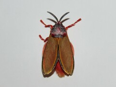 Edebessa purens