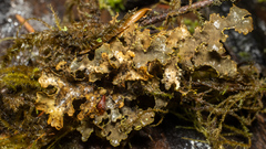 Pseudocyphellaria citrina