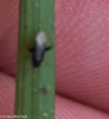 Halticini