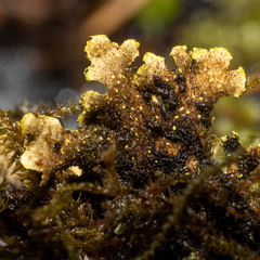 Pseudocyphellaria citrina