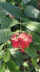 Ixora casei