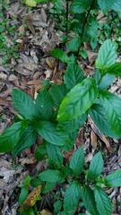 Maesa perlaria formosana