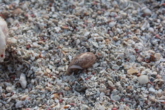 Bulla occidentalis