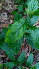 Maesa perlaria formosana