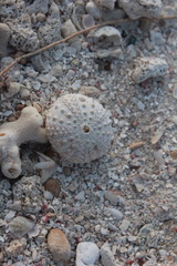 Echinometra lucunter