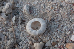 Echinometra lucunter