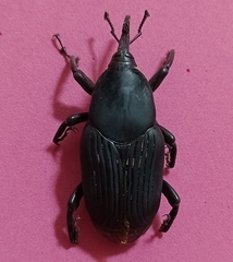 Rhynchophorus palmarum