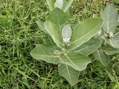 Calotropis gigantea