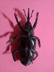 Rhynchophorus palmarum