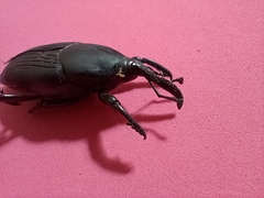 Rhynchophorus palmarum