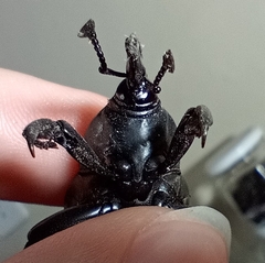 Rhynchophorus palmarum