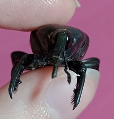 Rhynchophorus palmarum