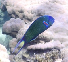 Thalassoma lunare