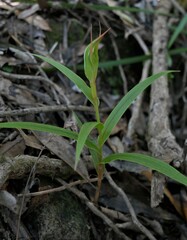 Pterostylis cardiostigma