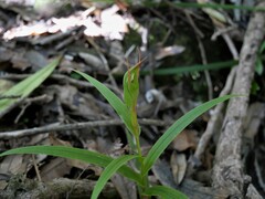 Pterostylis cardiostigma