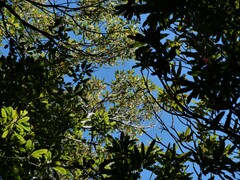 Elaeocarpus dentatus