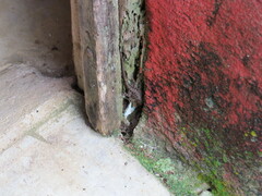 Gonatodes albogularis fuscus