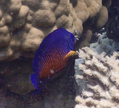 Centropyge bispinosa