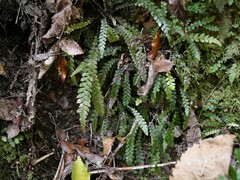 Blechnum membranaceum