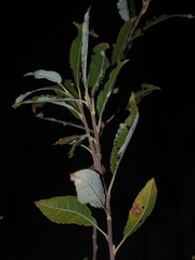 Salix eriocephala