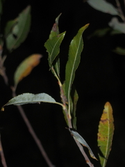 Salix eriocephala