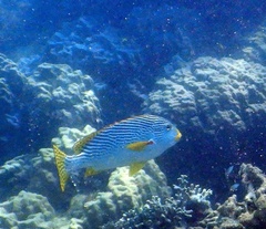 Plectorhinchus lineatus