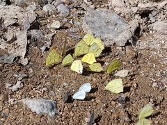 Abaeis salome jamapa