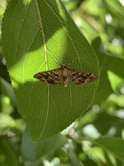 Nacoleia