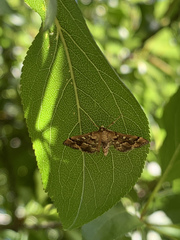 Nacoleia