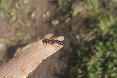 Diamma bicolor