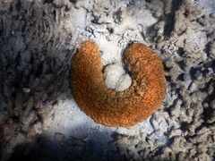 Stichopus herrmanni